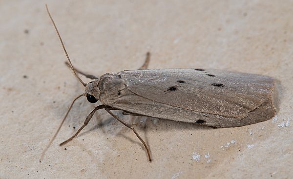Pelosia muscerda