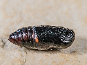 Phragmatobia fuliginosa