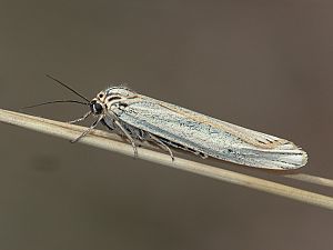 Spiris striata
