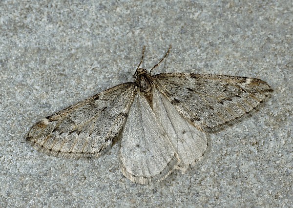 Alsophila aescularia