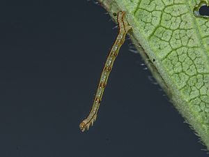 Campaea margaritata