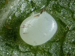 Dysstroma truncata