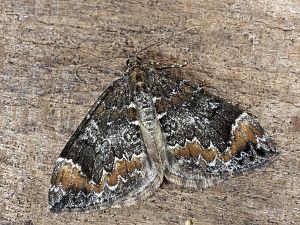Dysstroma truncata