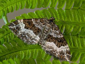 Epirrhoe alternata