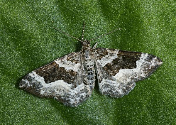 Epirrhoe galiata