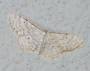 Idaea fuscovenosa