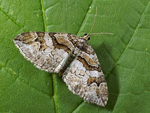Pareulype berberata