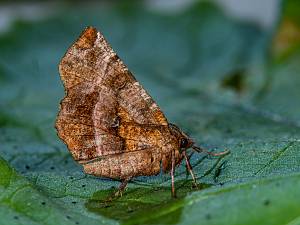 Selenia dentaria