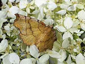 Selenia dentaria