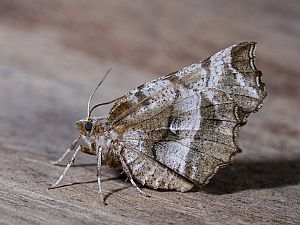 Selenia dentaria