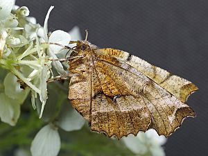 Selenia dentaria