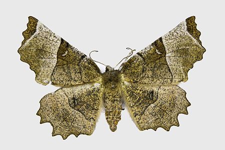 Selenia lunularia