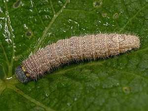 Carcharodus alceae