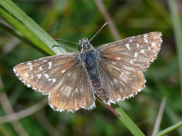 Pyrgus alveus