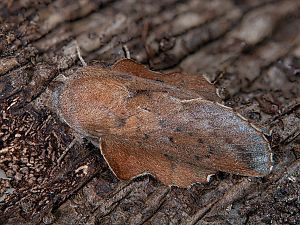 Phyllodesma tremulifolia