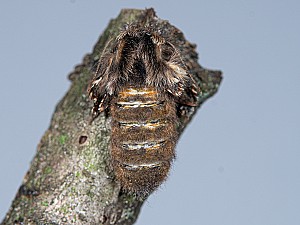 Poecilocampa populi