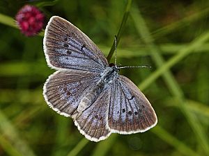 Phengaris teleius