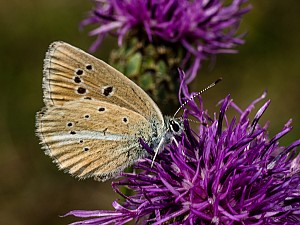 Polyommatus damon