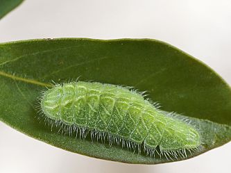 Thecla betulae Raupe