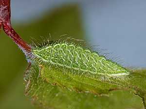 Thecla betulae Raupe