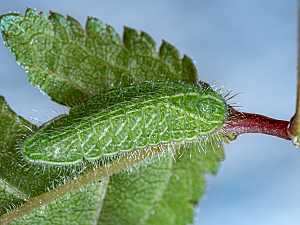 Thecla betulae Raupe