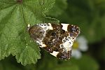 Acontia lucida