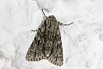 Acronicta orientalis