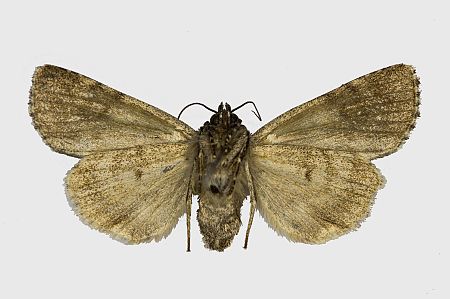 Acronicta rumicis