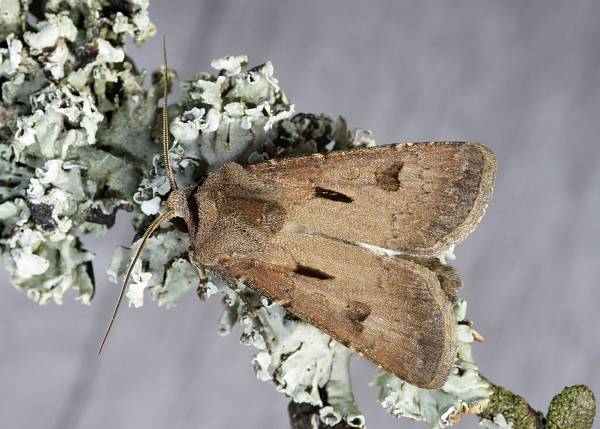 Agrotis exclamationis