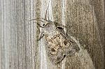 Agrotis segetum