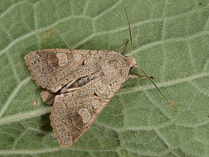 Ammoconia caecimacula