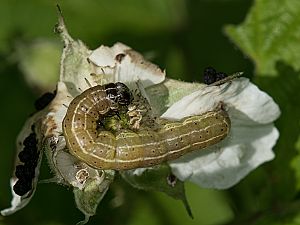 Apamea sordens