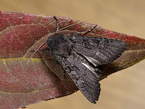 Aporophyla lueneburgensis