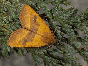 Atethmia centrago