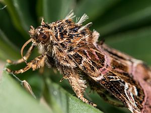 Callopistria juventina