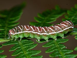 Callopistria juventina