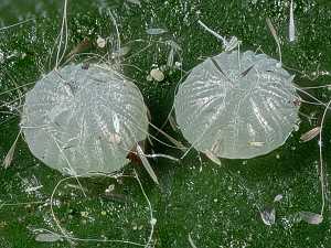 Colocasia coryl