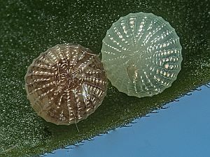 Conistra rubiginea