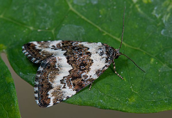 Deltote deceptoria
