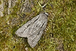 Dichagyris candelisequa