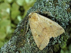 Enargia paleacea