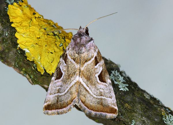 Eucarta virgo