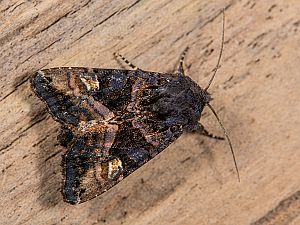 Euplexia lucipara