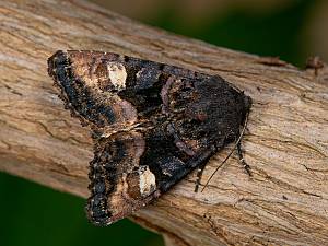 Euplexia lucipara