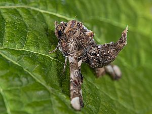Eutelia adulatrix