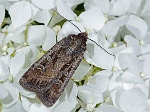 Euxoa obelisca