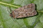 Euxoa tritici