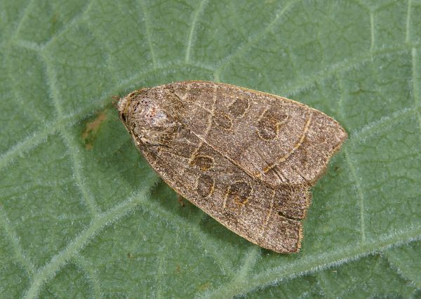 Ipimorpha subtusa