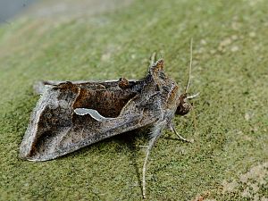 Macdunnoughia confusa