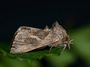 Macdunnoughia confusa
